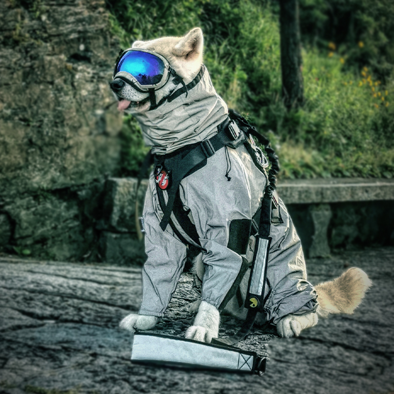 Dog traction rope gold haira Brador traction rope in the chain of large dog walking dog traction rope