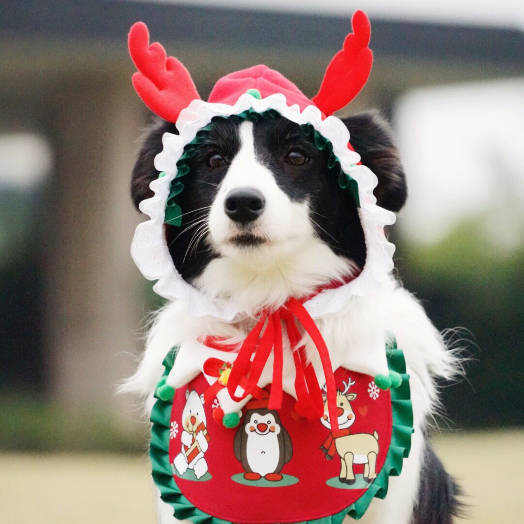 Stay Melon Home Pet Pooch Christmas Around The Hood Large Dog Big Dog Festival Christmas Loaded With Hand Limited