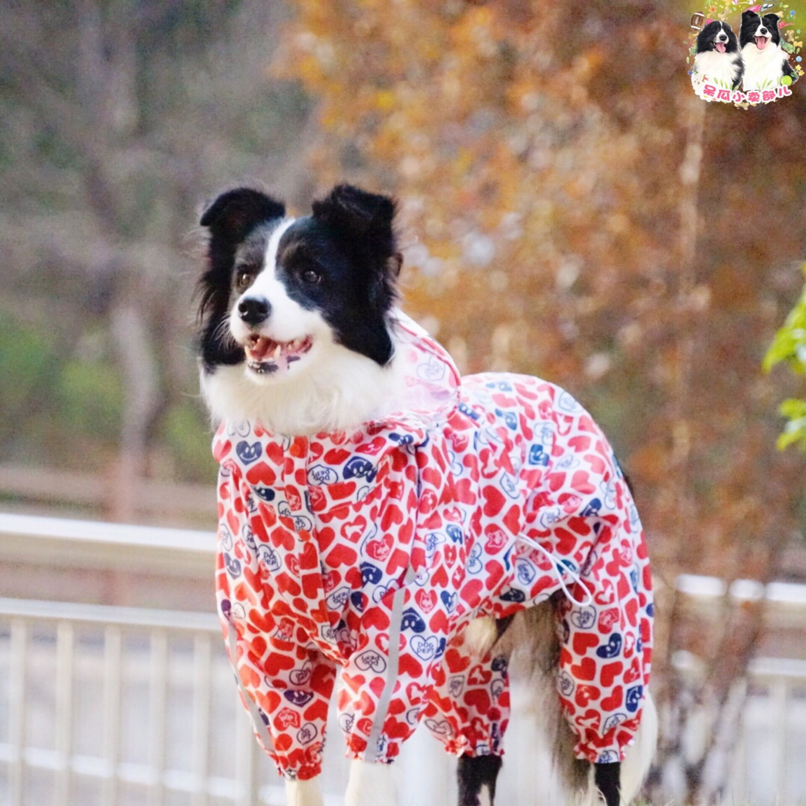 Stay Melon Home Pet Dog Raincoat Large Dog Four-foot Raincoat Water-Proof Strong Breathable Light Thin Raincoat