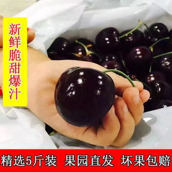 Domestic shandong cherry fruit fresh seasonal whole box 5 jin jin is equal to 0.5 kg, packed with beautiful cherries fresh fruit special morning