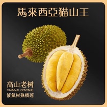 Малайзия импортировала дуриан Musang King D197 замороженное свежее дерево с жидким азотом спелое со скорлупой цельное из Сан-Франциско.