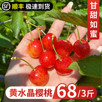 Сладкая вишневая свежая фруктовая беременная женщина Шаньдун Яньтай гомерошка малая рхабрб вишня 3 катушка 5 сотый желтый хрустальный желтый мед