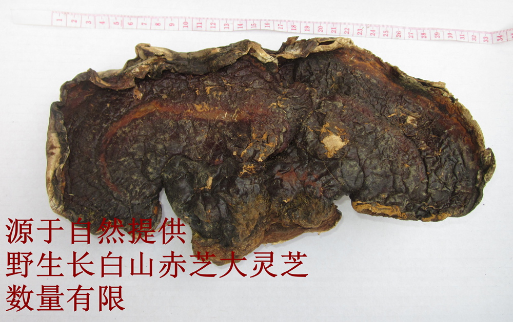 Wild Red Zhi Changbai Mountain Ganoderma lucidum Large Ganoderma lucidum Large wild Red Zhi Wild Jilin ChiZhi 