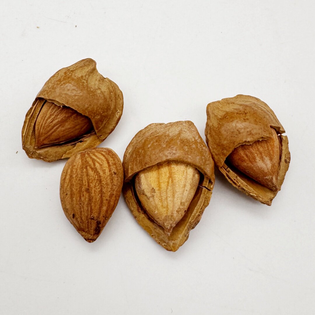 新疆开口杏核500g包邮,甜到心里的自然美味,你还在等什么?-小银杏-淘宝好物网