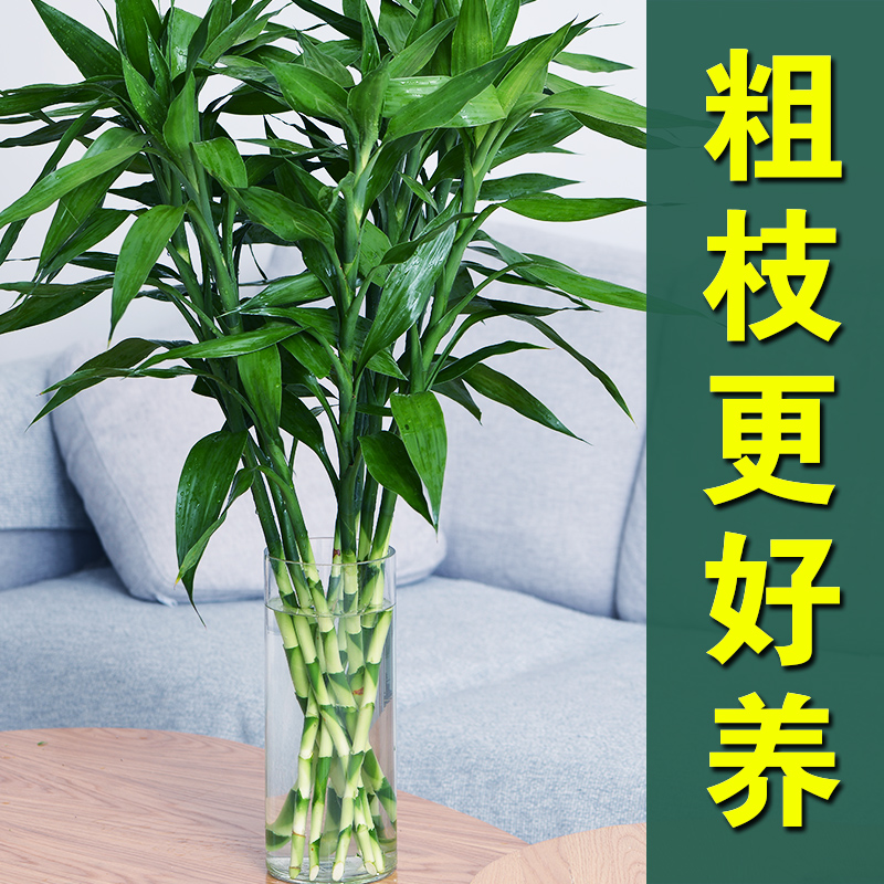 Coarse branch rich and expensive bamboo plant hydroponic living room Merchants gold Ge Potted indoor flowers Water bamboo Tai Transfer Bamboo Festival High