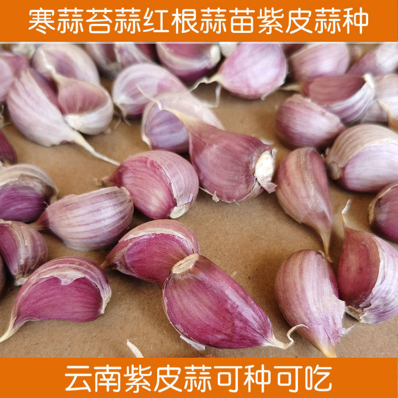 10 kg Purple Peel garlic clove Multi-petal garlic red peel garlic seed Garlic Seeds Dried Garlic Seed Garlic Seedbed 5 catty 3