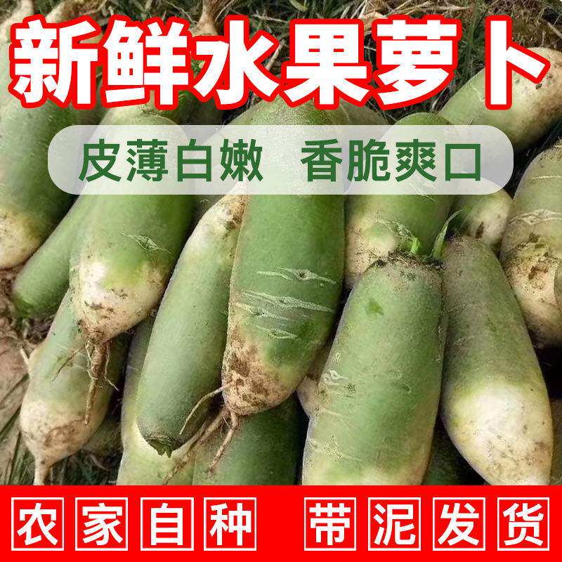 Fresh turnip 5 10 catty farmhouse self-bred sweet and crunchy fruit Rosin solid to eat juicing for the season
