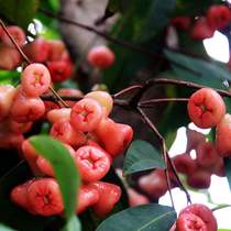 Lotus mist fruit 1kg black king kong Hainan specialty pregnant women fruit crisp sweet season whole box fresh pick now