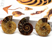 Natural colorful snail small single-piece fossil specimen Li Juming Feng Shui diy jewelry pendant original stone ore