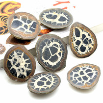 Natural Moroccan tortoise stone clear texture variety nodule ornaments strange pattern symbolizes longevity