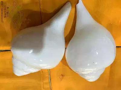 Tibetan Buddhist dharma instruments for snails Imported from New Zealand pure white conch method snails left-handed right-handed large 16cm