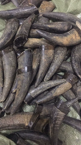 Десять лет говяжьего рога твердые рога