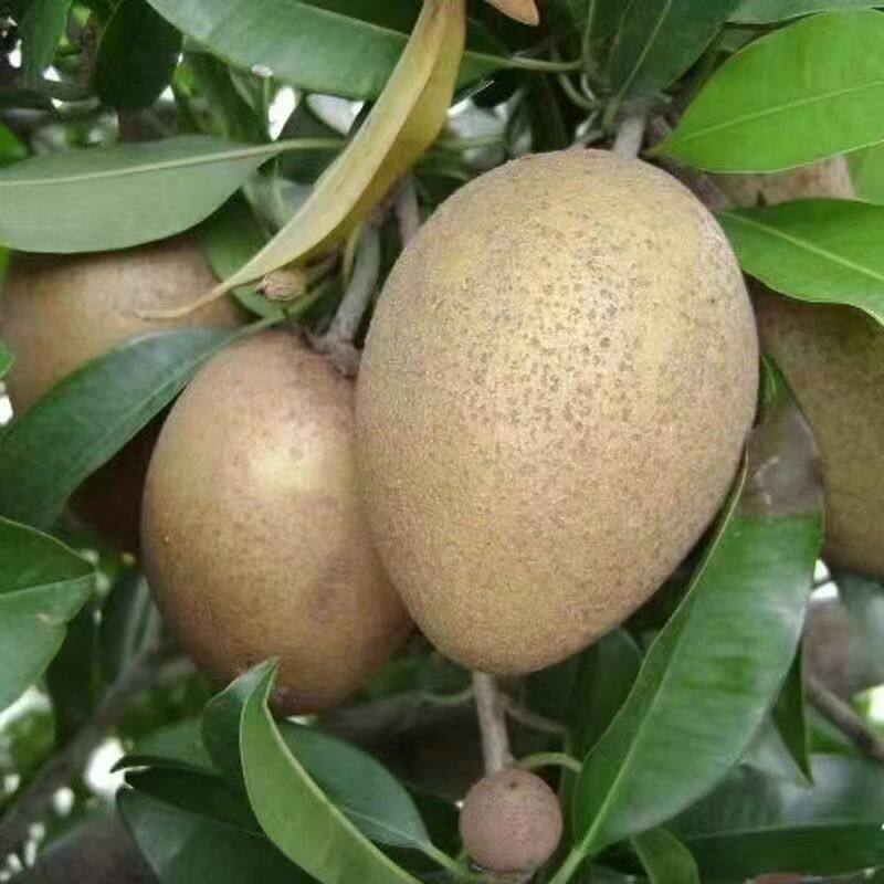 广西人心果孕妇可以吃吗?2026年最全新鲜当季水果选购指南