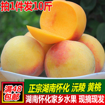 Source Mausoleander Yellow Peach Fresh Fruit Hunan Huaihua Yellow Peach Alpine Yellow Peach With Crisp And Sweet Yellow Peach 10 Catty