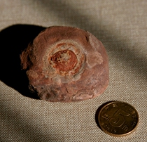 Leafy County Crooked Cat Eye Stone Mountain Sky Eyed Fossil Pineal Dragon Eye