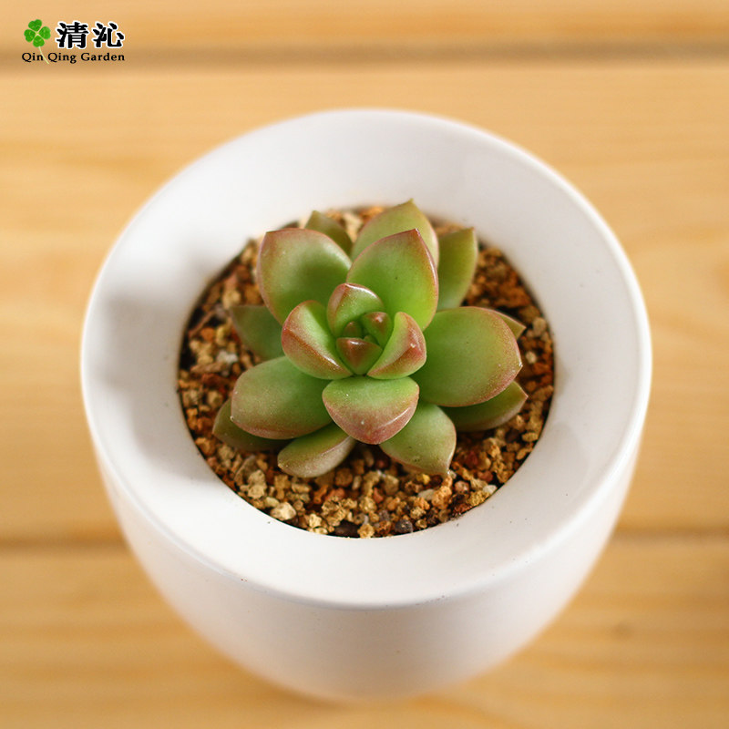 �������Ի���