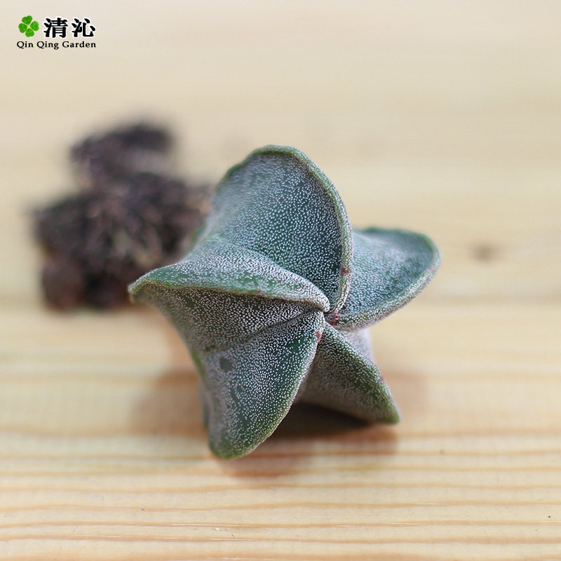 ���߶����辰����