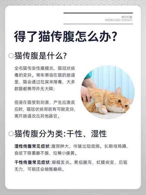 Feline infectious peritonitis ascites dry and wet FIPV inhibitor oral nutritional solution ເມັດໂພຊະນາການ