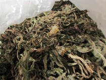 Dandelion: Wild Dandelion (commonly known as Po Po Ding) collected from the farm in the Daxinganling Mountains