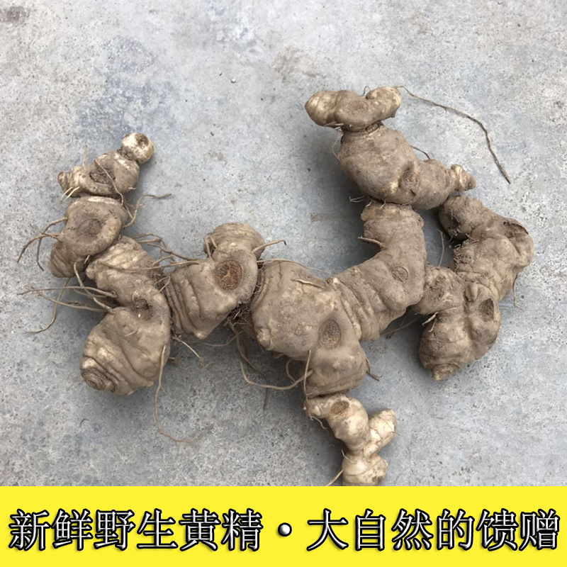Fresh Wild sealwort Stem Tiger Ginger Ginger Ginger-shaped Sealwort Chicken Head Sweet sealwort Herbs Seeds Stem 500g