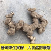 Fresh wild Polygonatum seed stem Tiger ginger ginger-shaped Polygonatum chicken head sweet Polygonatum root 500g