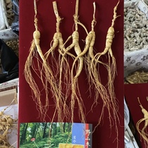 Changbai Mountain wild ginseng 15-year-old wild ginseng 5 ginseng in a box