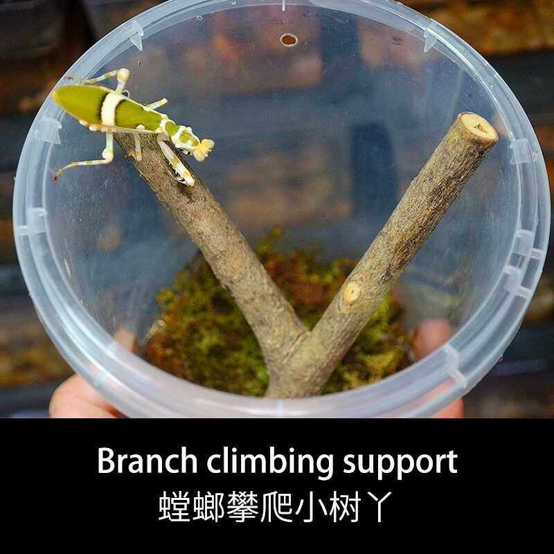 螳螂攀爬造景神器|25年新款Y字型树枝树杈,自然生态饲养盒必备-爬宠躲避-淘宝好物网