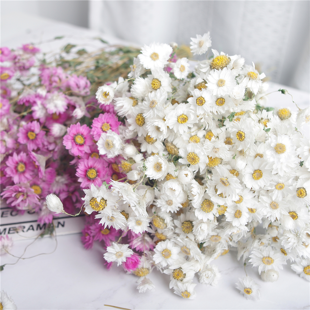 Yunnan dry flower bouquet Rodin Sludhan bird real flower small daisy home decoration pendulum to shoot props-Taobao