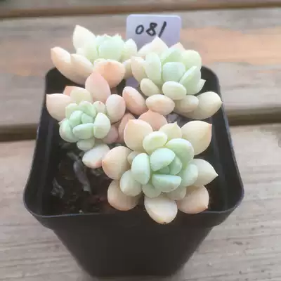 玉兔 秋阳园艺母本多肉多肉植物 韩国母本 非冰玉x雪兔