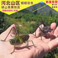 河北蝈蝈山庄