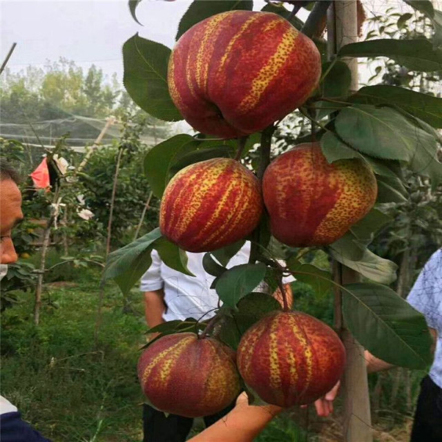 Huanghuali pear ເບ້ຍ pear ຕົ້ນ ໄມ້ ຫມາກ ເບ້ຍ grafted ຕົ້ນ pear ຫມາກ ໄມ້ ເບ້ຍ grafted ເບ້ຍ ເບ້ຍ ຫມາກ ໄມ້ ຂະ ຫນາດ ໃຫຍ່ ພິ ເສດ ການ ປູກ ໃນ ປີ ດຽວ ກັນ