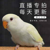 Finer Nourishing Purple Isa Yellow Peach Blossom Peach Peony Parrot Chick Bird Pet Bird Adult Young Bird Living Relatives See