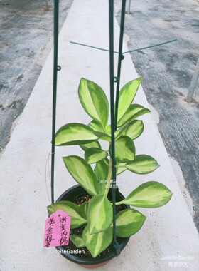 黄金粗蔓渐变内锦Hoya pachyclada variegata “shen″ (jad022)