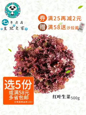 (Vegetables full of 58)Fresh red leaf lettuce Rosa red coral Western ingredients commercial more preferential