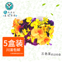 Three Colors Cordiate Flowers 5 Boxes 150 Tricolor Cold Dish Decoration Flowers Western Meal Baking Dessert Pendulum Pan Decor