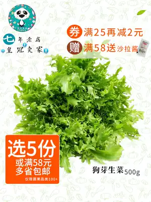 Bitter leaf lettuce Western food vegetables fresh bitter chrysanthemum dog Bud lettuce bitter dog tooth salad Yunnan vegetable Special 500g