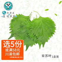 (vegetables full 58) Purple suaf fresh 1 fragrant suzi leaf sushi decorated with large leaf basil 5 boxes