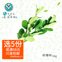 Fresh lemon leaf 50g lemon tree leaf brine cooking hot pot winter clitoral soup stock Sichuan Yu 98