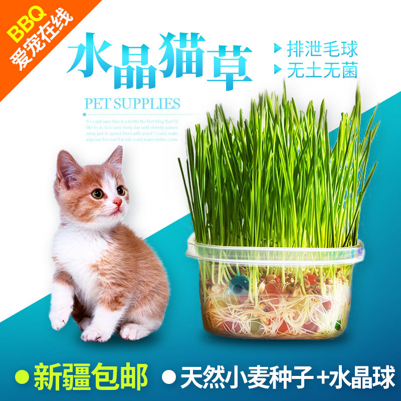 Small Wild Leopard Planting Cat Grass Crystal Cat Grass Suit Natural Cat Snacks With Two Sets Of Crystal Clay Seeds