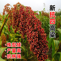 Red tassel dwarf sorghum seed seed resistance four breeds of high-yield red waxy early maturity and drought-resistant grains