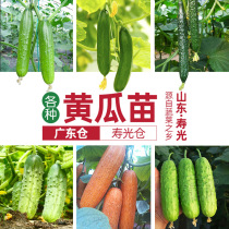 Cucumber seed seedling seed seed green melon old Four Seasons fruit seedling seed seed seed seed seed seedling seedling seedling Southern seedling