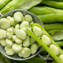 Extra large high-yield large broad bean seeds seed small farm bean seed small farmer seed Southern big grain big grain type super large rapeseed