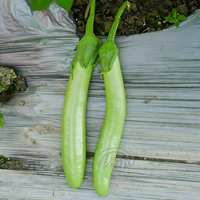 6 зеленых саженцев баклажанов