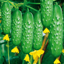 Spring and Autumn Fruit Cucumber Seeds Seeds Seeds Four Seasons Spring and Autumn Vegetables Potted Edible Fruit Balcony Special Autumn