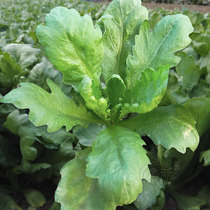 Big leaf small leaf chrysanthemum seeds seeds Emperor vegetables Autumn and winter winter seasons seeds and vegetables larvae rapeseed seeds and vegetables