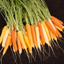 Rainbow Carrot Seed Seed Color Early Comature Fruit Radish Four Seasons Seed Vegetable Rapeseed