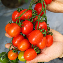 Potted Millennium Small Tomato Seeds Seeds Seeds Sage Girls Four Seasons Vegetables Fruit Seedlings Seedlings Seeds Seeds