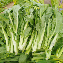 White flowering Chinese cabbage seed seed encyclopedia of vegetable seeds tai cai Four Seasons cabbage (Brassica vegetables holes cai xin rapeseed seed