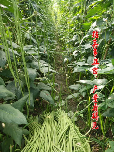 Саженцы для саженцев с длинными фасолью, вида, четыре сезона семян овощных бобов, семян семян, саженцев из бобов, без шельфа бобов с бобами рога.