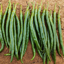 Line pepper seedling Pepper seedling seedling Spring vegetable seedling Southern seedling Hunan Erjing vegetable seedling